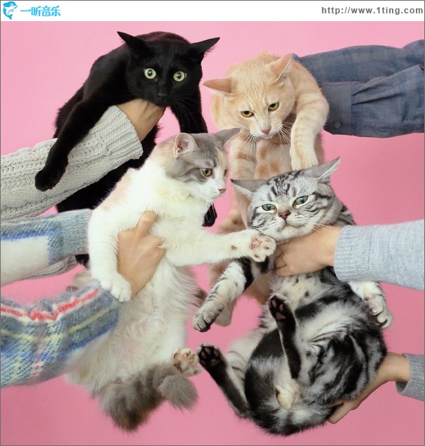 猫とアレルギー