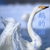 古享林 鹅的泪 试听