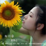 向日葵 (单曲)详情