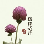 杨梅花开 (单曲)详情