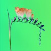 Flume Trust - Flume&Isabella Manfredi 试听