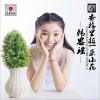 香格里拉一朵小花 (单曲)