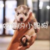 QC 做你的小奶狗 试听