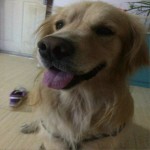 公主 (单曲)试听