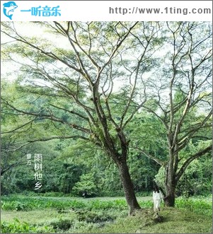 雨树他乡（单曲）