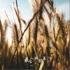 最后一根稻草（单曲）