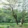 曹方 雨树他乡 试听