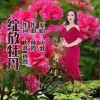 绽放牡丹（单曲）