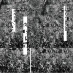 你的身体/叶青（单曲）详情