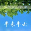 羊来羊去 （单曲）