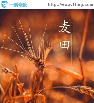 麦田 （单曲）