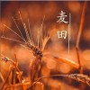 涵姮 麦田 试听