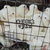 Vyan 末日狂欢 试听