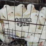 末日狂欢 （单曲）详情
