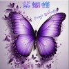 RGR Y于新垚 紫蝴蝶 试听