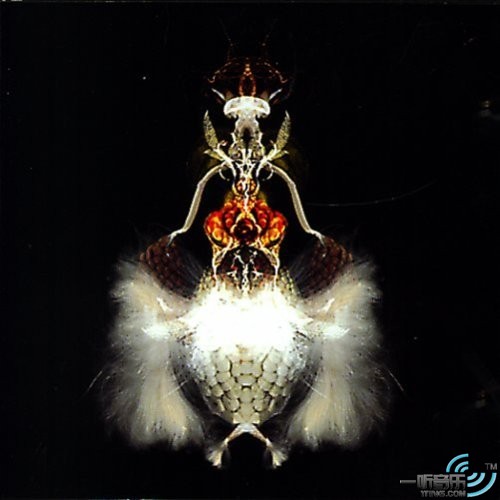 Fyuti