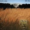 White Lion Goin' Home Tonight 试听