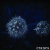 Cranes Diorama 试听