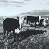 Mark Kozelek Celebrated Summer (Hüsker Dü) 试听
