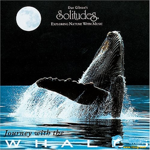 Journey With The Whales 与鲸同行