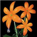 花详情
