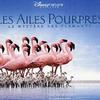 Les Ailes Pourpres 红色翅膀：火烈鸟故事