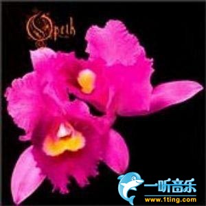 Orchid
