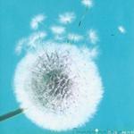 爱情蒲公英 Disc 2