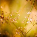 Autumn In the Evening详情