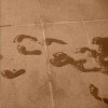 Bark Cat Bark La Fontaine Molière 试听