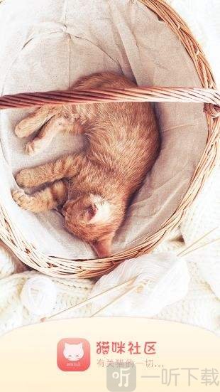 猫咪社区app