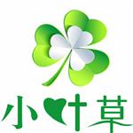 小叶草直播