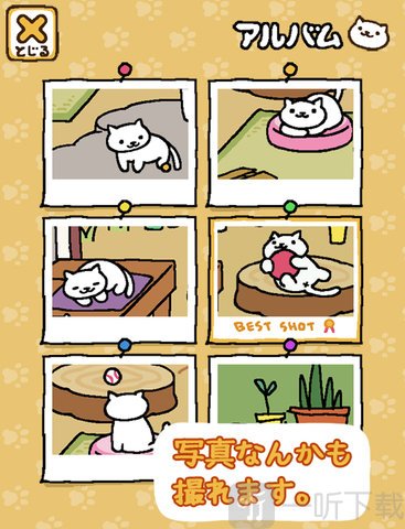 收集猫猫