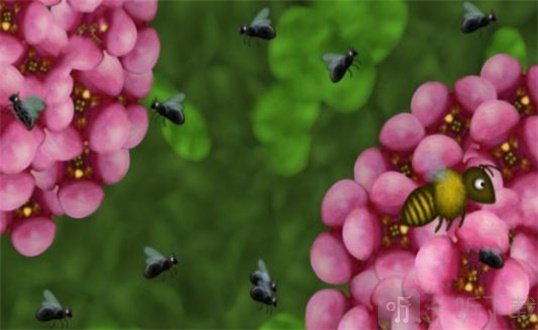小细菌长大