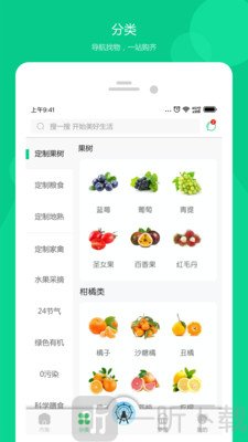 红桃尖