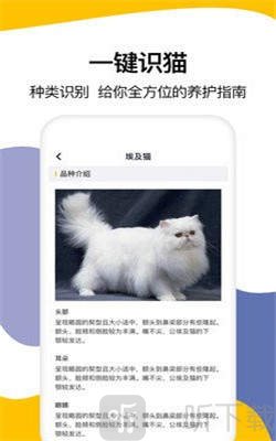 猫语翻译大全