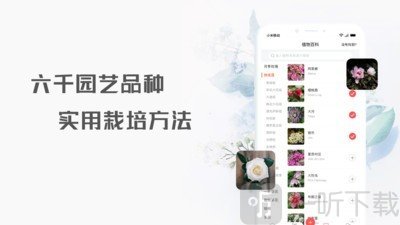花信
