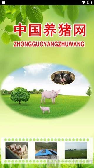 中国养猪网