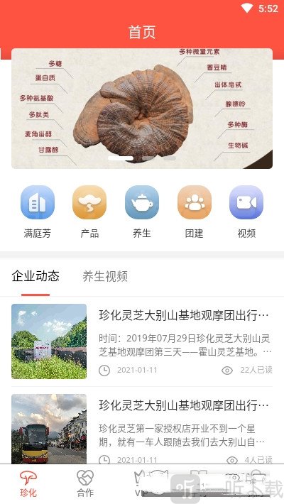 珍化灵芝