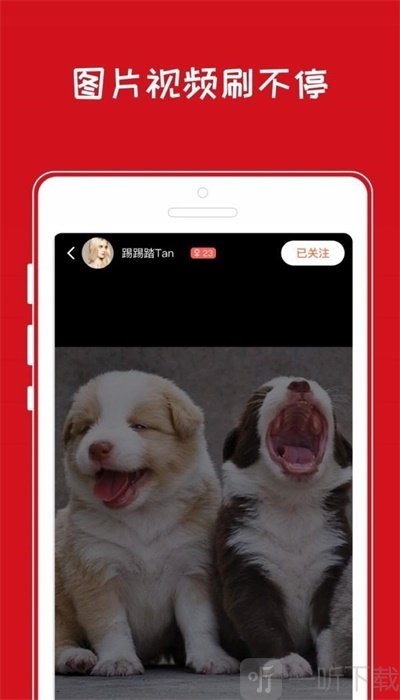 小奇智宠