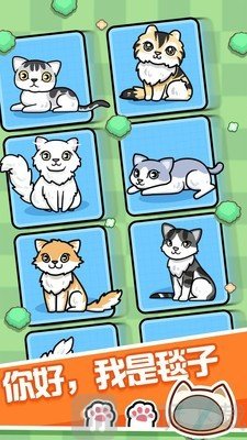 跑跑云养猫