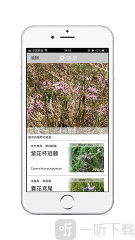 晓草