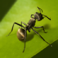 planet ant