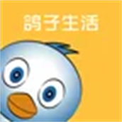 鸽子生活