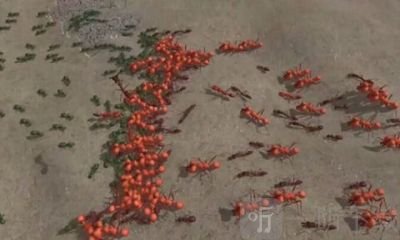 模拟地下蚁