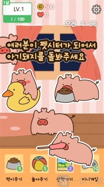 饲养小猪