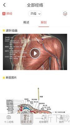 经络穴位3D