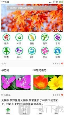 植物百科