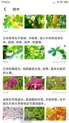 植物百科