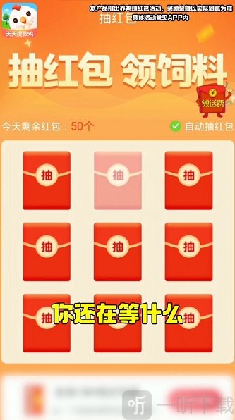 天天提款鸡
